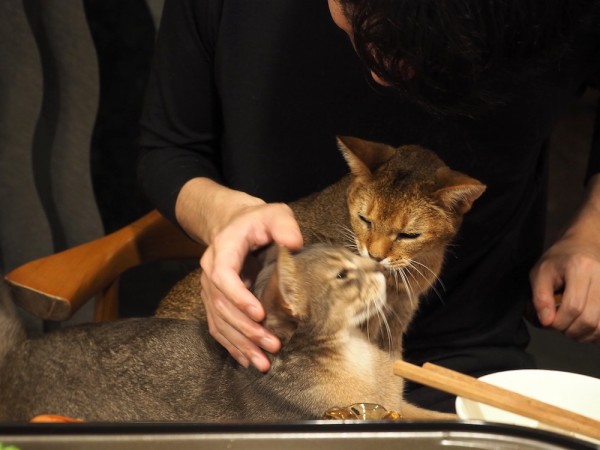 おうち焼肉の夜ごはんと猫に占拠される膝 おうちごはんとおかしとねこ Powered By ライブドアブログ