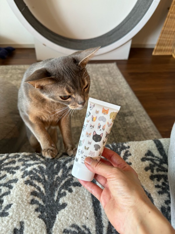 数量は多い モヘア 猫雑貨・猫グッズ専門通販 シャギー 猫 cat