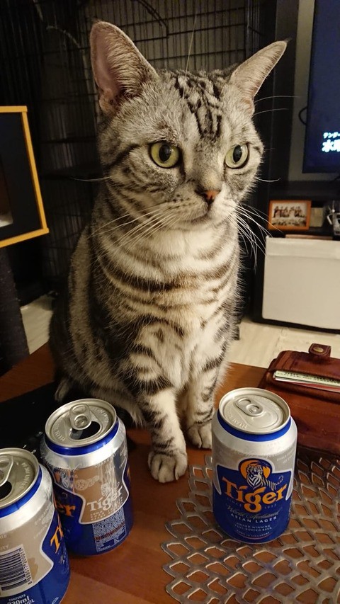 猫ブログ仲間でフグを食べた夜 築地 天竹 おうちごはんとおかしとねこ Powered By ライブドアブログ