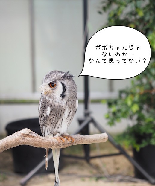 掛川花鳥園へ行ってきました④ ココちゃんとエボシドリや