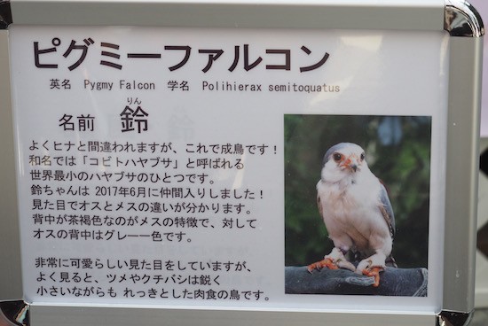 掛川花鳥園へ行ってきました はじめましてポポちゃん おうちごはんとおかしとねこ Powered By ライブドアブログ