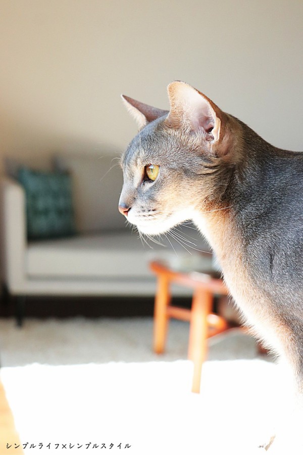 シンプルライフ シンプルスタイル に憧れるじょり Dahlia さんと出会った 猫写真がすごいことに おうちごはんとおかしとねこ Powered By ライブドアブログ