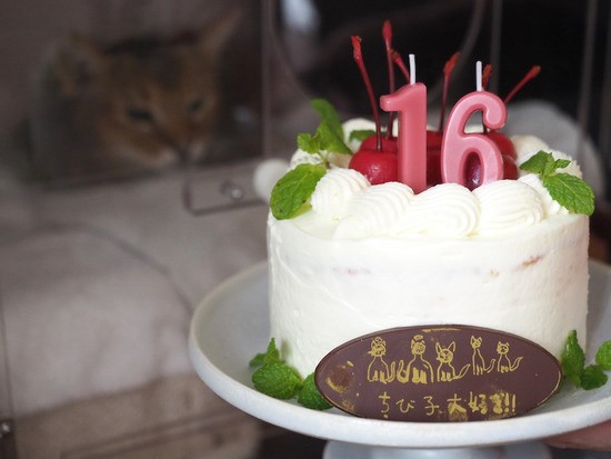 ちび子の命日 クリームだらけのケーキだよ おうちごはんとおかしとねこ Powered By ライブドアブログ