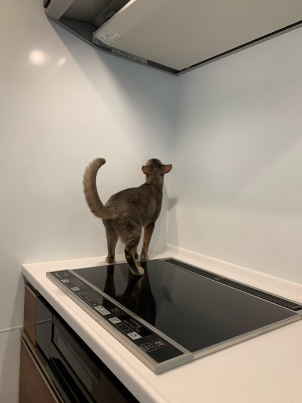 2年半ぶりの Ihクッキングヒーター おうちごはんとおかしとねこ Powered By ライブドアブログ