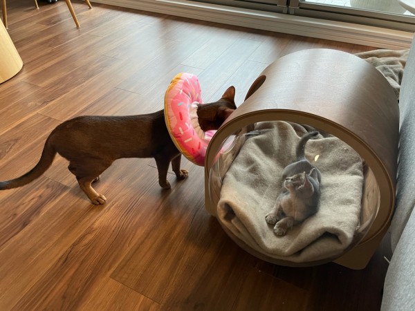 りす子の変化 おうちごはんとおかしとねこ Powered By ライブドアブログ