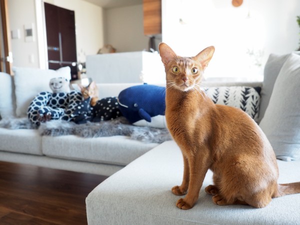 minä perhonenに猫ちゃんがいた！ : おうちごはんとおかしとねこ