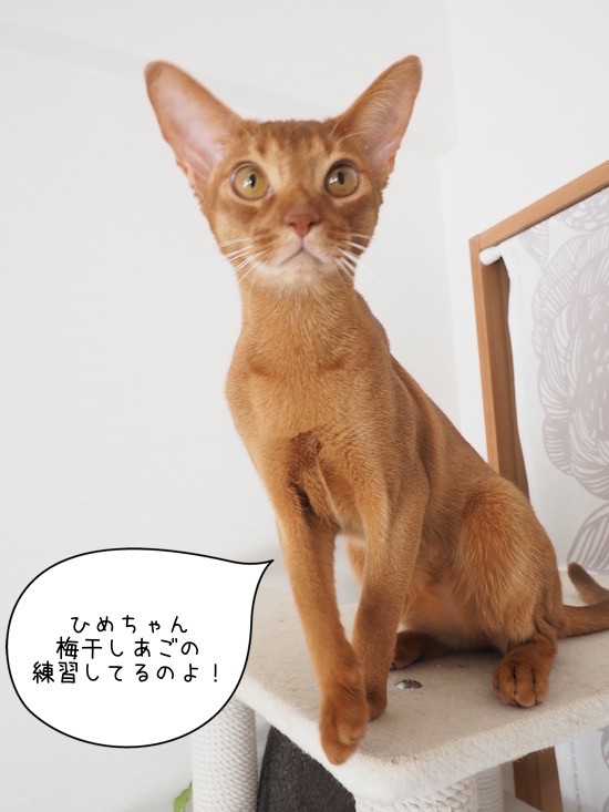 梅干しアゴの練習に勤しむひめちゃんと、お邪魔虫とのくん : おうち 