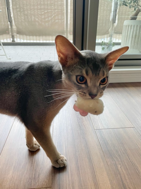 わか坊も カピバラを気にいる おうちごはんとおかしとねこ Powered By ライブドアブログ
