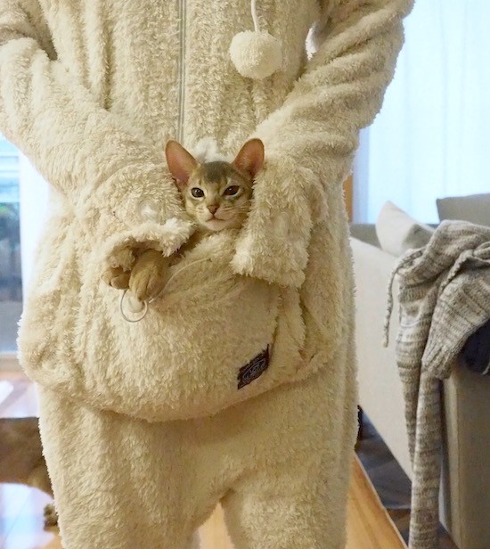 猫と一緒にダメになれる部屋着 ダメねこ おうちごはんとおかしとねこ Powered By ライブドアブログ