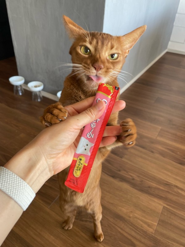 ジェックス Catit Creamy サーモン（4972547927866