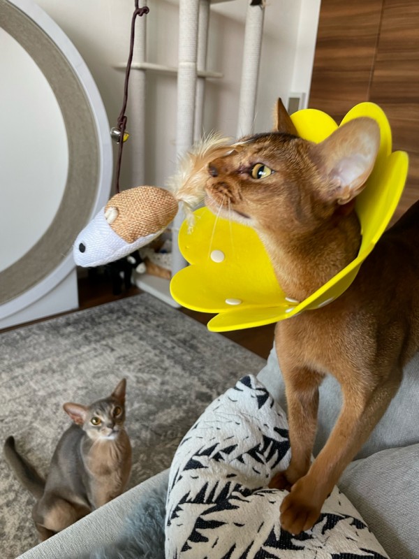 Seriaの猫のおもちゃに、超ハッスルするニャンズ おうちごはんとおかしとねこ Powered by ライブドアブログ