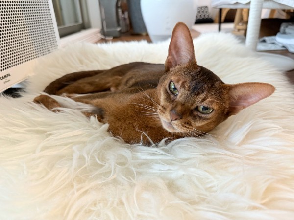 ぺーやん様ベージュ37 ぺーやん様ベージュ37