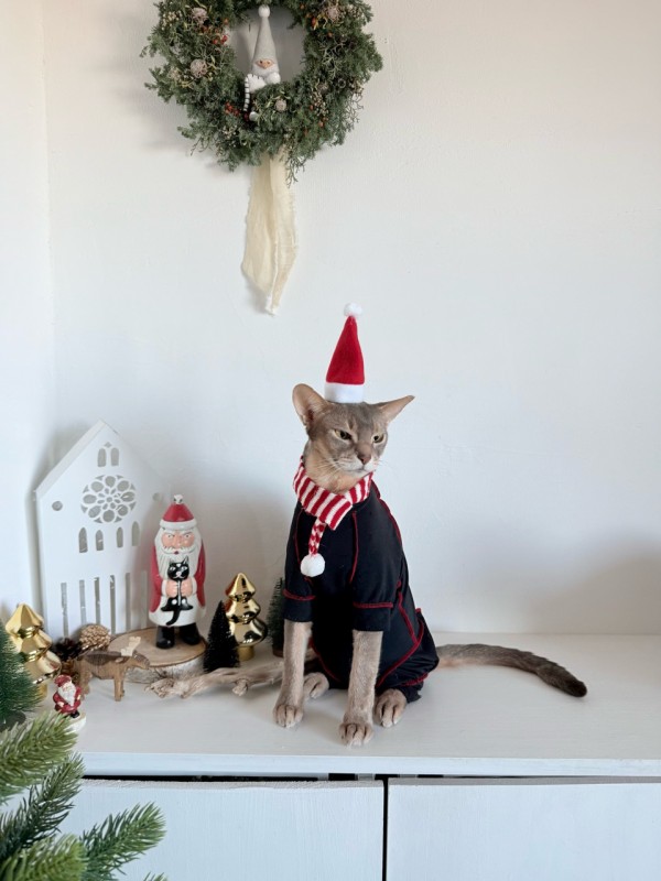 雨の日のねこ様☆メリークリスマス☆ 雨の日のねこ様☆メリークリスマス☆