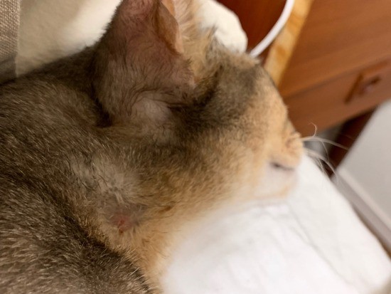 アドバイスのお礼と、とのの皮膚炎の経緯まとめ : おうちごはんと 