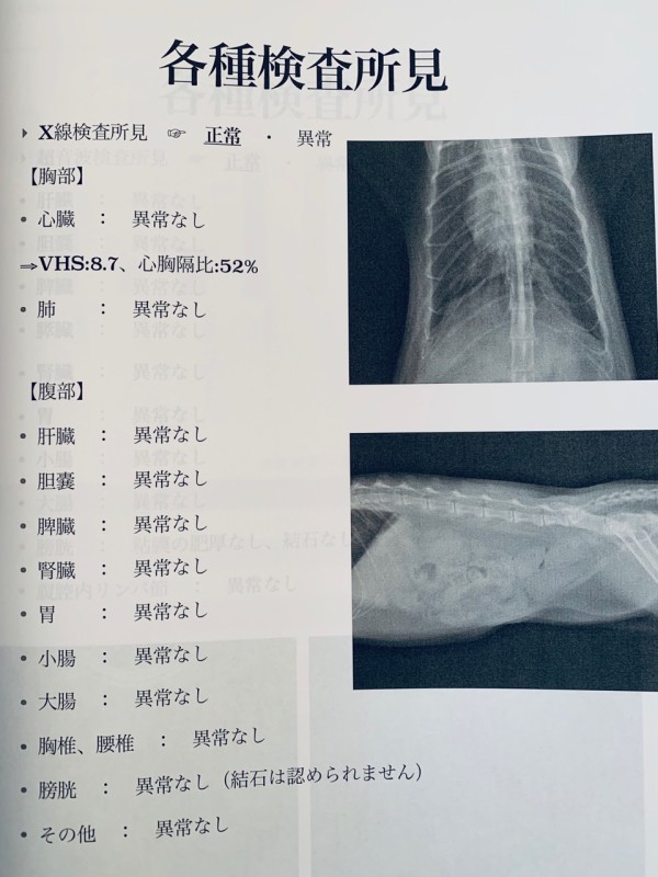 猫たちの、健康診断の結果を聞きに行ってきました。 : おうちごはんと 