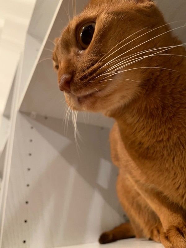 いないいないばぁを喜ぶ飼い主とシレッとする猫 おうちごはんとおかしとねこ Powered By ライブドアブログ