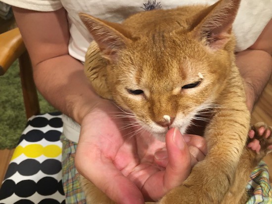 親子丼と、マヨネーズ付き子さん : おうちごはんとおかしとねこ