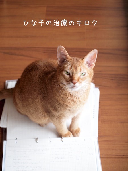 ひな子、リンパ腫発症から3年が経ちました。今元気です。 : おうち