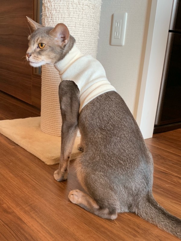 図解追加しました ストッキネットで作る 猫用タートルネックtシャツ なめ防止用 おうちごはんとおかしとねこ Powered By ライブドアブログ