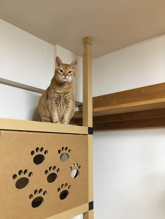 ひなちゃん ニャンダフル シェルフ の練習 おうちごはんとおかしとねこ Powered By ライブドアブログ ひなちゃん ニャンダフル シェルフ の練習 おうちごはんとおかしとねこ Powered By ライブドアブログ