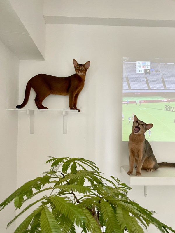 金色のそうめんに狂う、りすわか : おうちごはんとおかしとねこ 