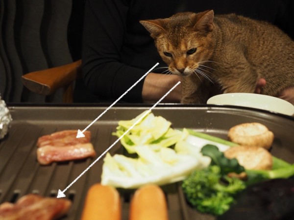 おうち焼肉の夜ごはんと猫に占拠される膝 おうちごはんとおかしとねこ Powered By ライブドアブログ