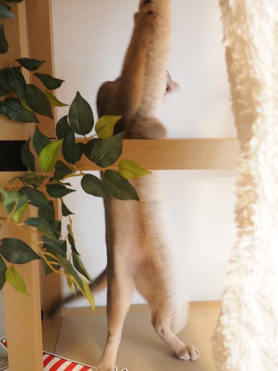 猫と一緒にダメになれる部屋着 ダメねこ おうちごはんとおかしとねこ Powered By ライブドアブログ