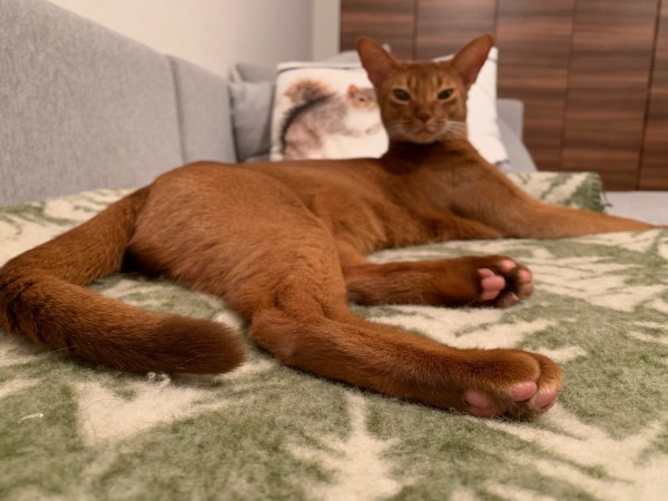 尻尾の先は 細い 丸い おうちごはんとおかしとねこ Powered By ライブドアブログ