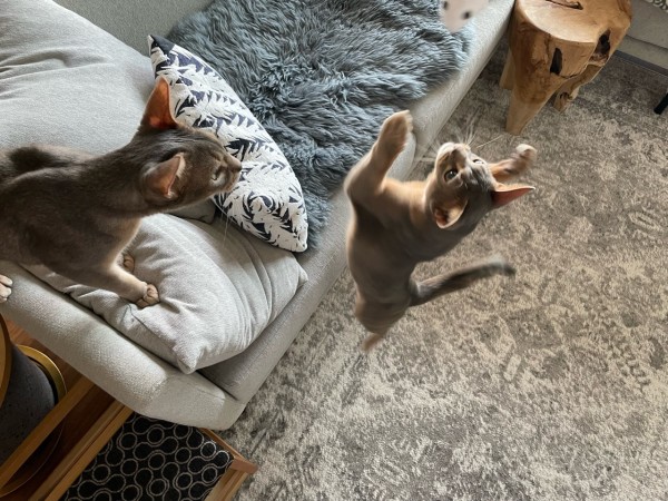 Seriaの猫のおもちゃに、超ハッスルするニャンズ おうちごはんとおかしとねこ Powered by ライブドアブログ