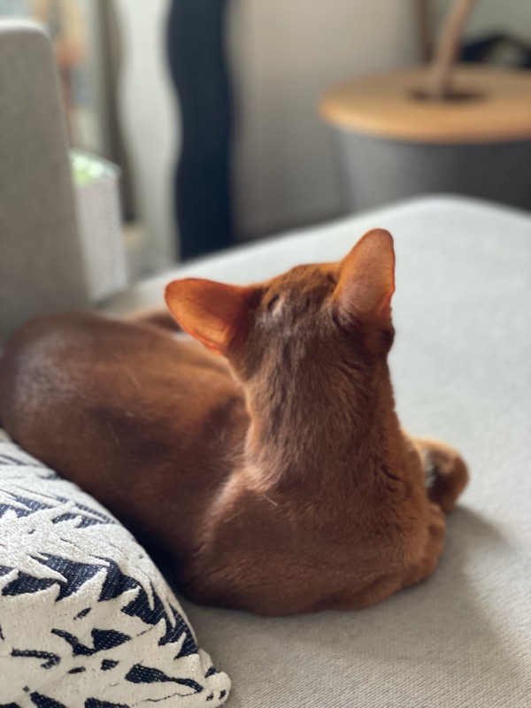 ひめちゃんは、あんよのお手入れが勇ましい : おうちごはんとおかしと 