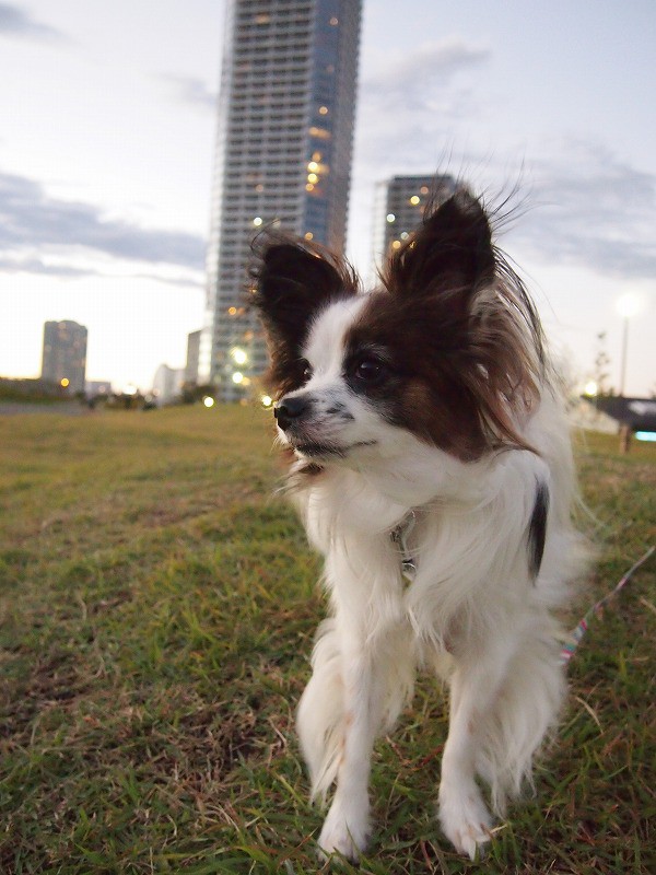 ドッグカフェ 二子玉川 スターバックス 犬のくせに可愛いすぎ