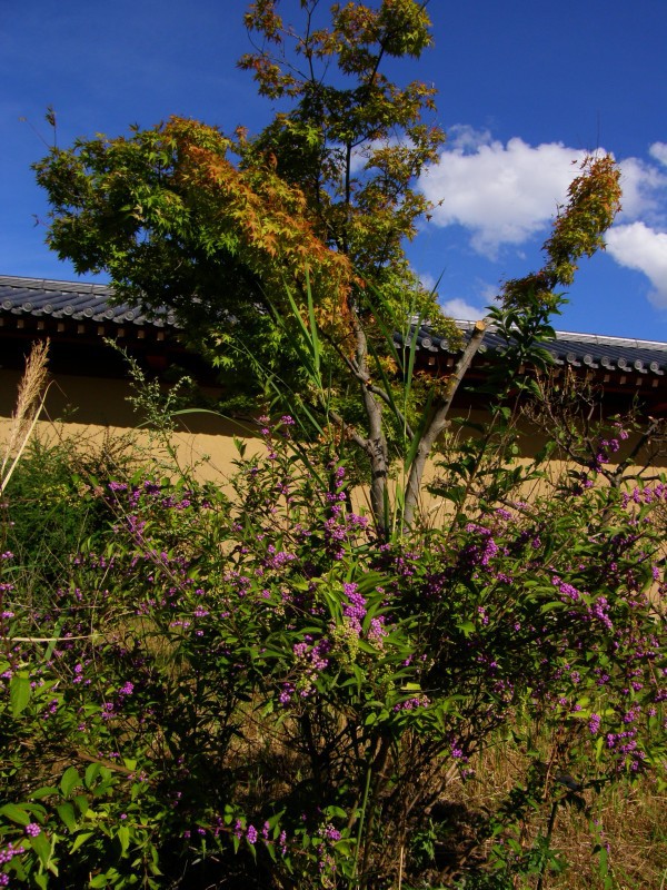 平城宮東院庭園のムラサキシキブとハギ : jp3pzdu0027s photo diary