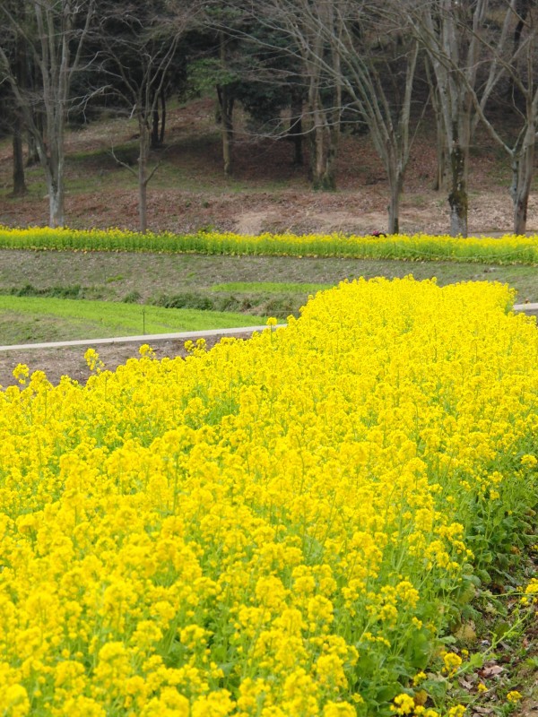 甘樫丘の菜の花畑 Jp3pzd S Photo Diary