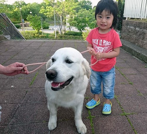 ヨーロピアン ゴールデンレトリバーの女の子が到着 J Platinum Europian Golden Retrievers