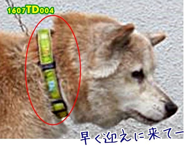 沼津市 下香貫 第三中学校付近 柴犬 老犬 保健所収容犬 画像 B W