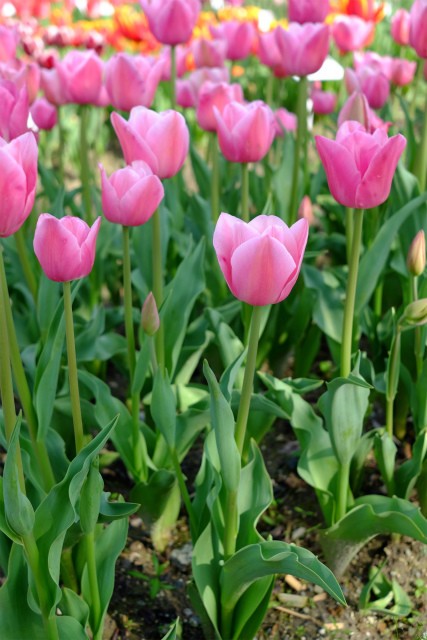 チューリップ【ありさ】 : エレガントLife・Styleコンシェルジュ