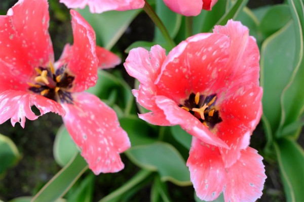 チューリップ デザインインプレッション エレガントlife Styleコンシェルジュ エレガントスタイル研究家 砂田ちなつのエレ女日記