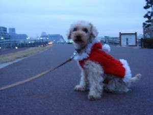 カラスは犬を襲う レークランドテリアとティーカッププードル