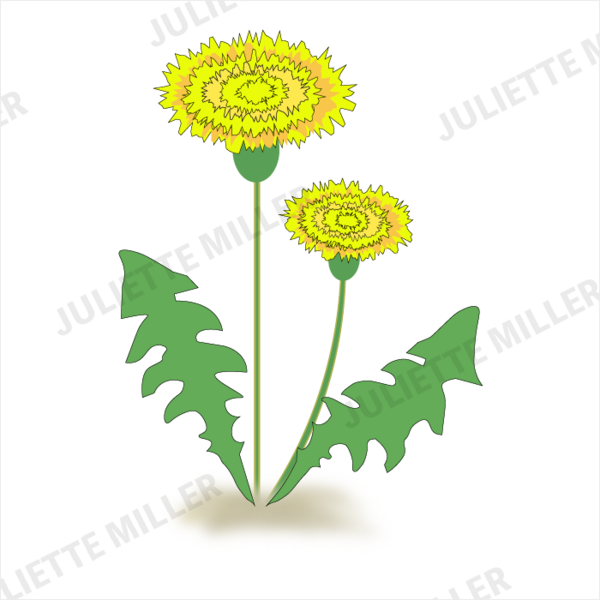 Adobe Illustrator 初心者です 葉っぱがギザギザのたんぽぽです Be Creative Be Imaginative Juliettemillerのblog