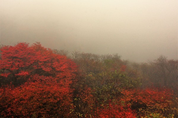 岳麓寺から霧と紅葉の大船山を目指す 19 やまやま再発見