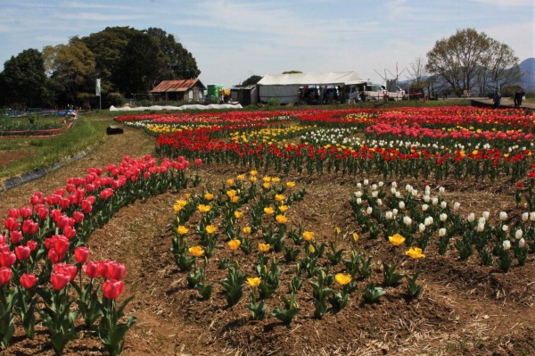 おかばる花公園と大分スポーツ公園 高尾山を散策 やまやま再発見 おかばる花公園と大分スポーツ公園 高尾山を散策 やまやま再発見