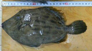 毒魚 キタマクラ 駆け出し釣師インドア派 毒魚 キタマクラ 駆け出し釣師インドア派