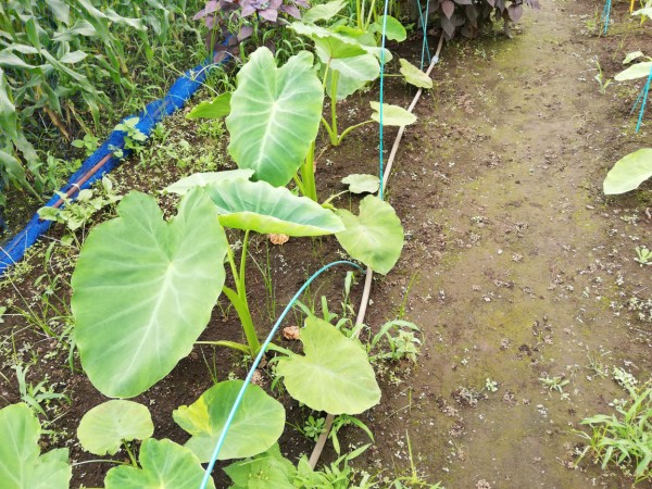 大好きなお花 野草 と空芯菜 Jun Cafe