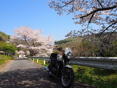 都幾川桜堤 気ままにひとり言