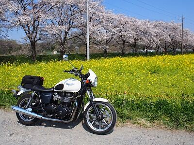 都幾川桜堤 気ままにひとり言