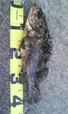 モンスター狩る 40upタケノコメバル 能登遠征 釣りキチ淳吉のジャンボリー釣行記