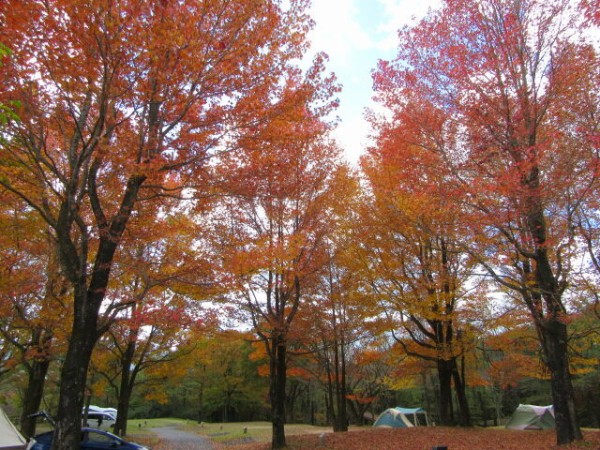 蒜山高原キャンプ場のカエデの紅葉 蒜山ログハウスの庭弄り