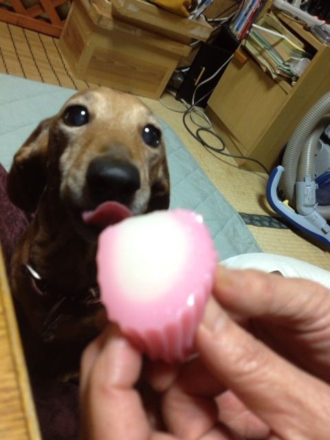 かまぼこ 犬が書く日記