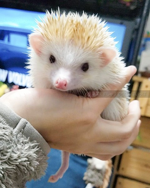 お腹の腫瘍 かと思ったら ハリネズミましゅまるのいっぽいっぽ
