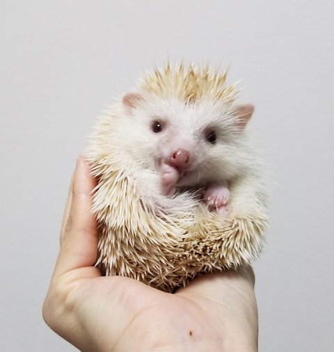 ペットの記録アプリ ハリネズミましゅまるのいっぽいっぽ